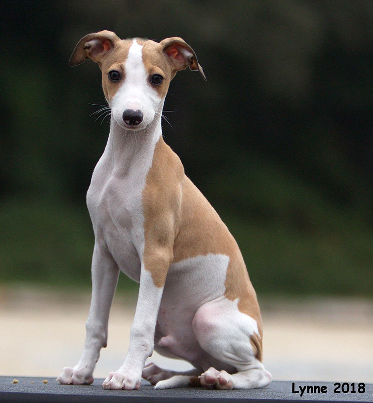 Red Italian Greyhound Puppy with Irish White Markings